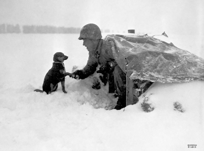 A helmeted soldier of the 535th Anti-Aircraft Artillery Battalion kneeling in deep snow to shake the paw of a small puppy beside his dug-in position, Battle of the Bulge, Belgium, 4 January 1945.